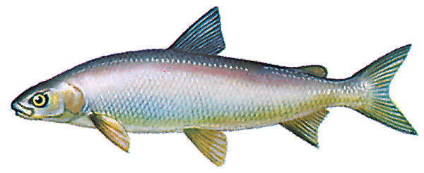 Lake whitefish