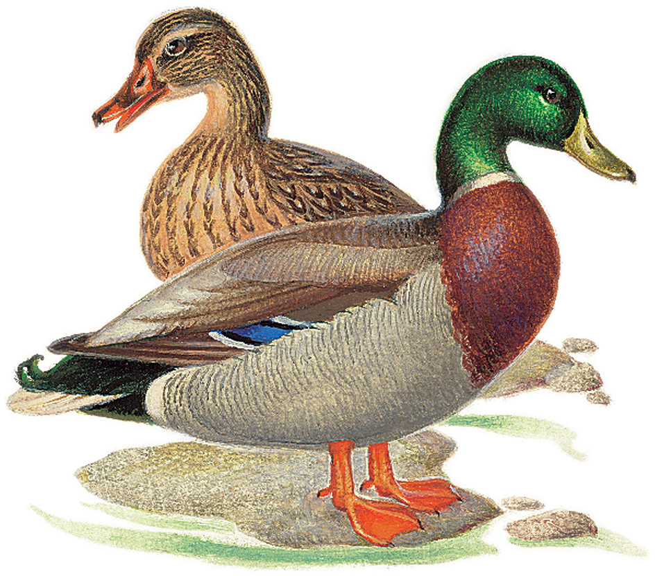 Dabbling ducks: Mallard