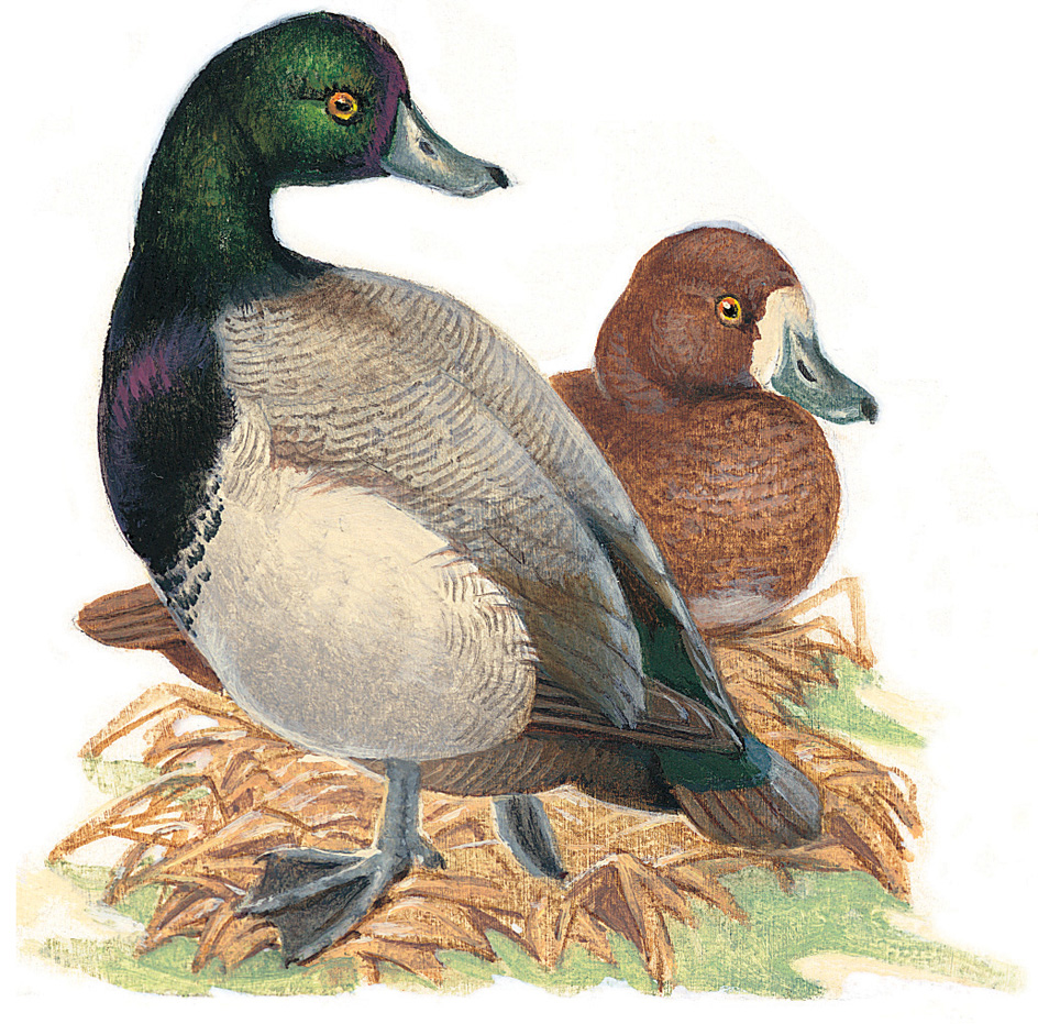 Dabbling ducks: Pochard