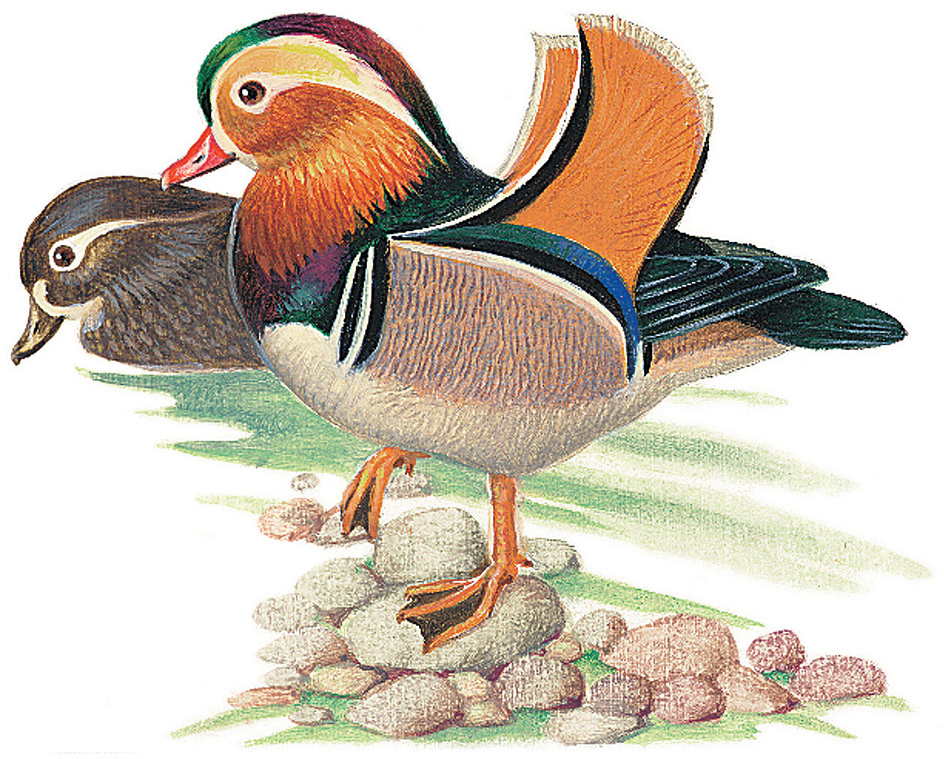 Perching ducks: Mandarin duck