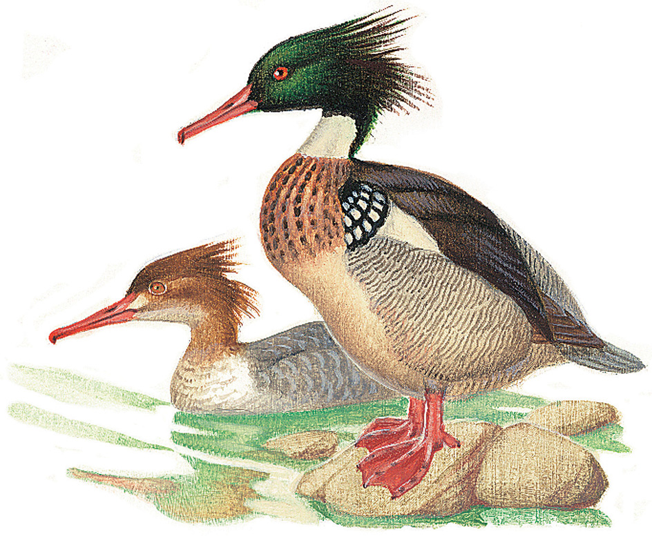 Sea duck: Red-breasted merganser