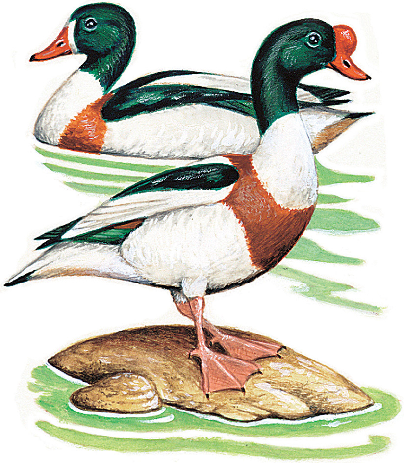 Shelducks: Common shelduck