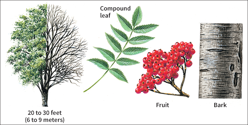 Mountain ash