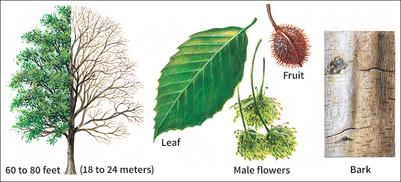 American beech