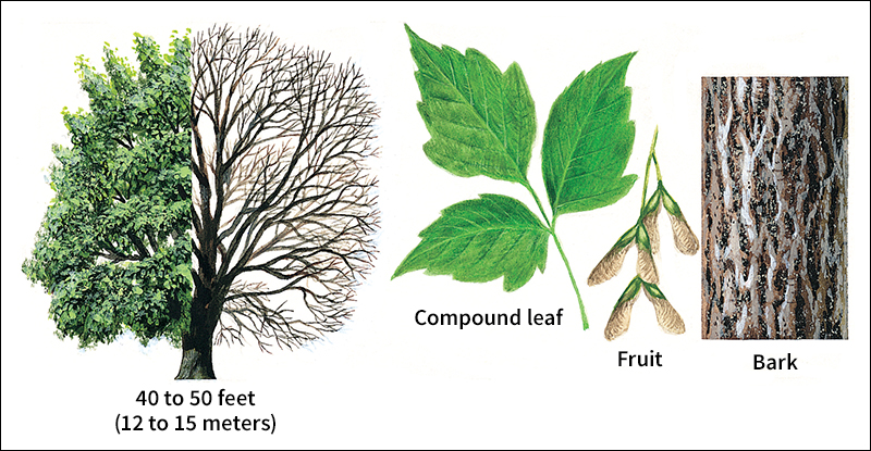 Boxelder