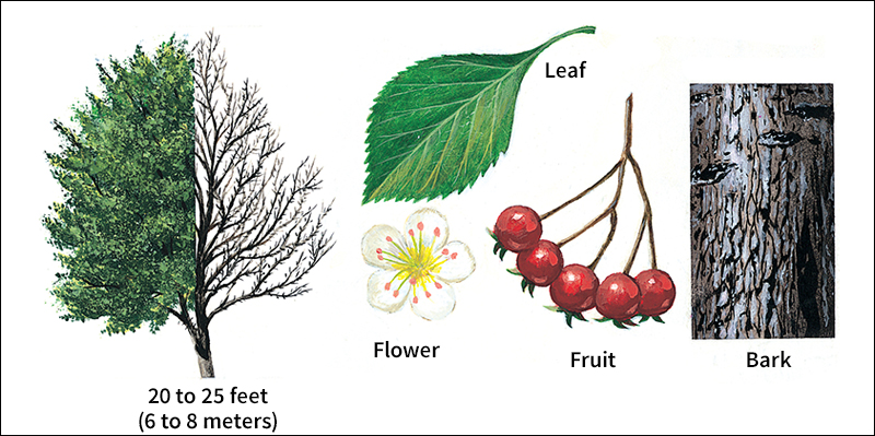 Cockspur hawthorn