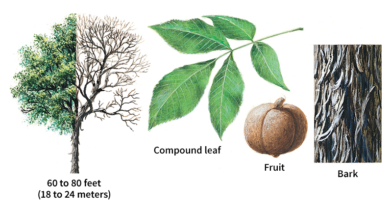 Shagbark hickory