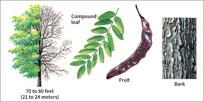 Honey locust