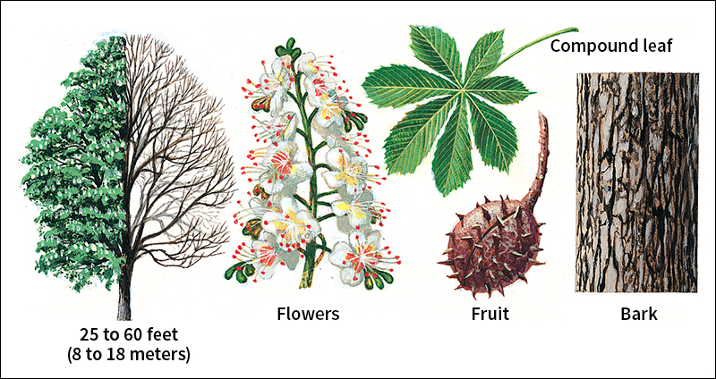 European horsechestnut