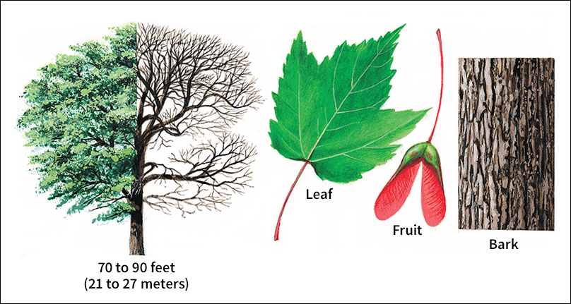 Red maple