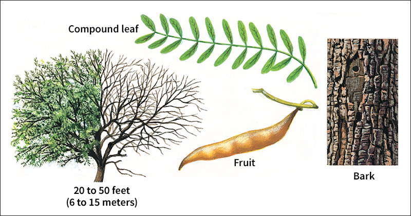 Honey mesquite