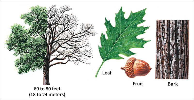 Northern red oak