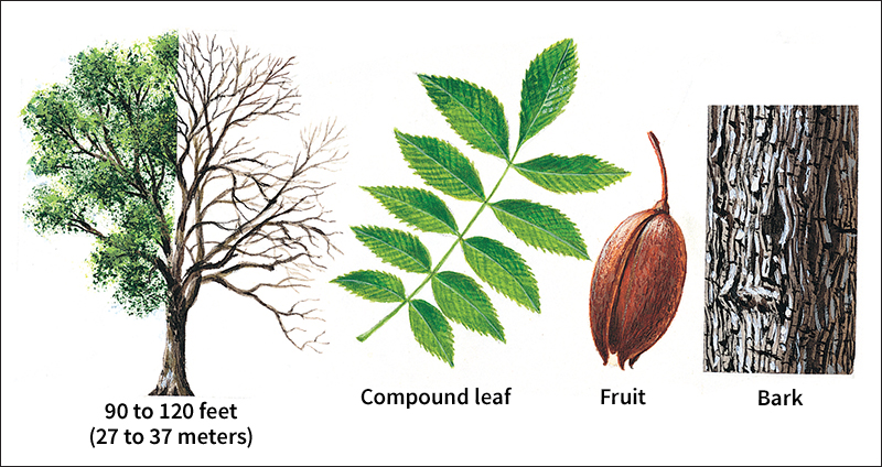 Pecan tree