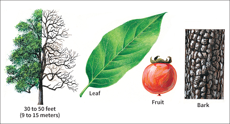 Common persimmon