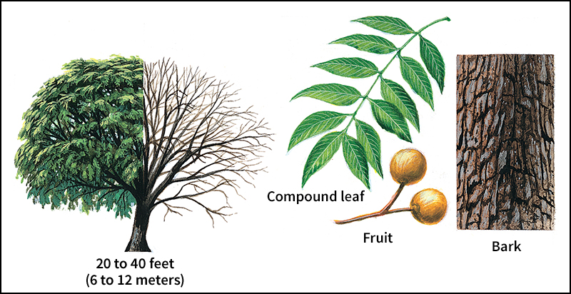 Western soapberry