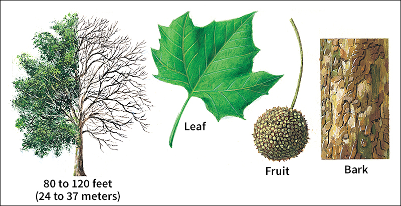 American sycamore