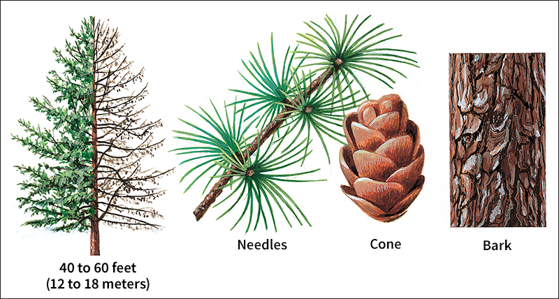 Eastern larch