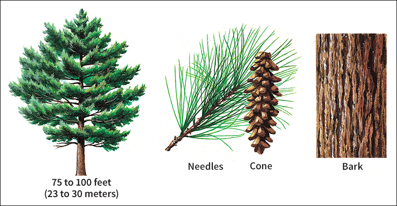 Eastern white pine