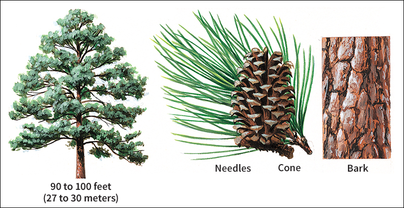 Loblolly pine