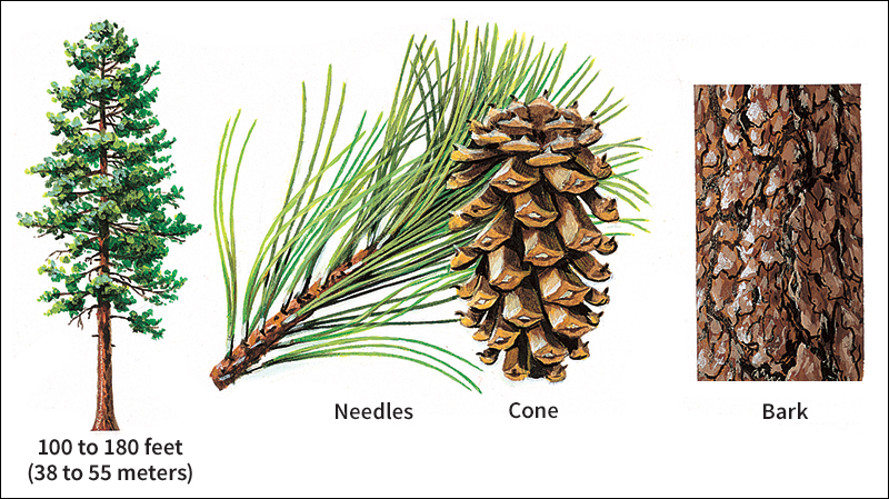 Ponderosa pine