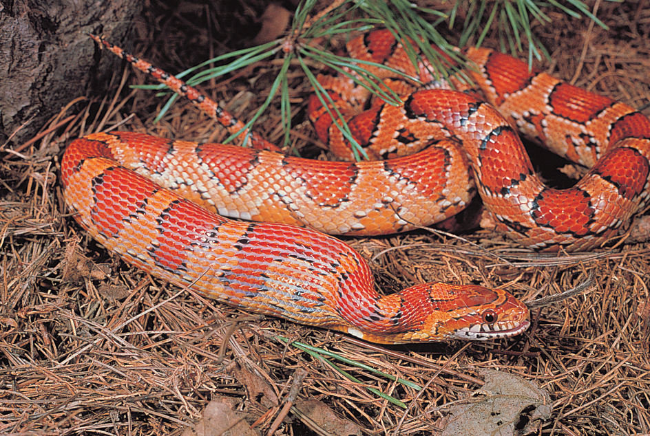 How a snake swallows its prey