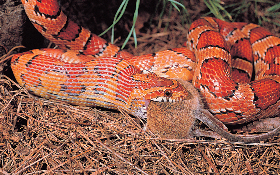 How a snake swallows its prey