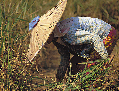 Weeding a rice field