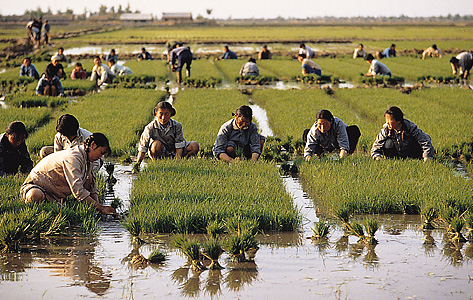 Chinese farmers