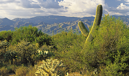 Organ Pipe Cactus National Monument