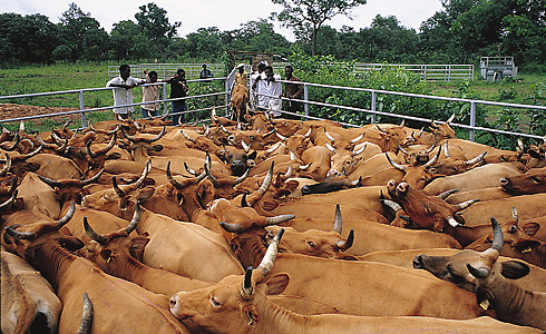 Cattle herding in Africa