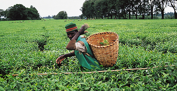 Tea plantation in Kenya