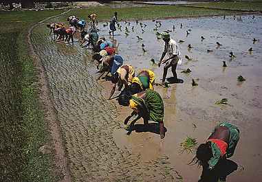 Workers plant rice in India