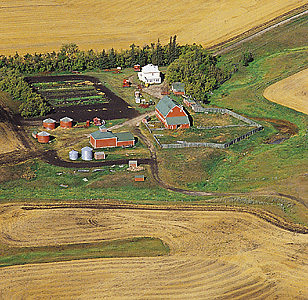 Wheat field in Manitoba