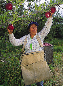 Harvesting apples in Washington