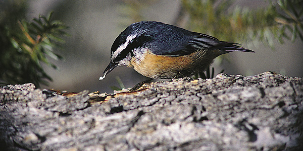 Red-breasted nuthatch