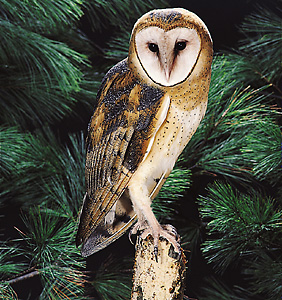 Barn owl