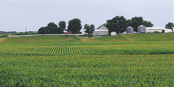 Cornfield in Missouri