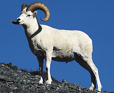 Dall's sheep