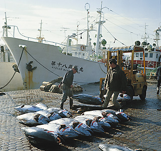 Unloading tuna