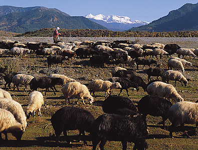 Shepherding in Turkey