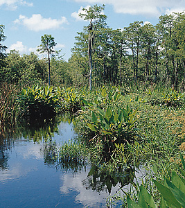 Coastal Lowlands in the United States