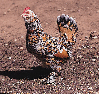 Bearded mille fleur hen