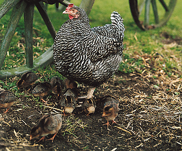 Barred Plymouth Rock hen