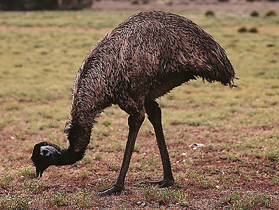 Emu