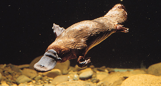 Platypus