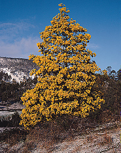 Wattle tree