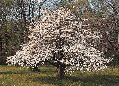 Flowering dogwood