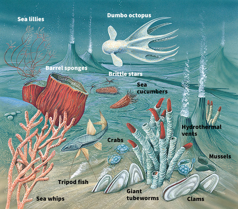 Deep sea life