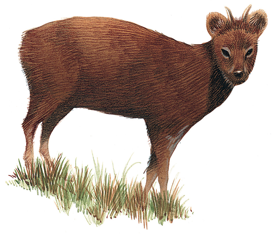 Pudu