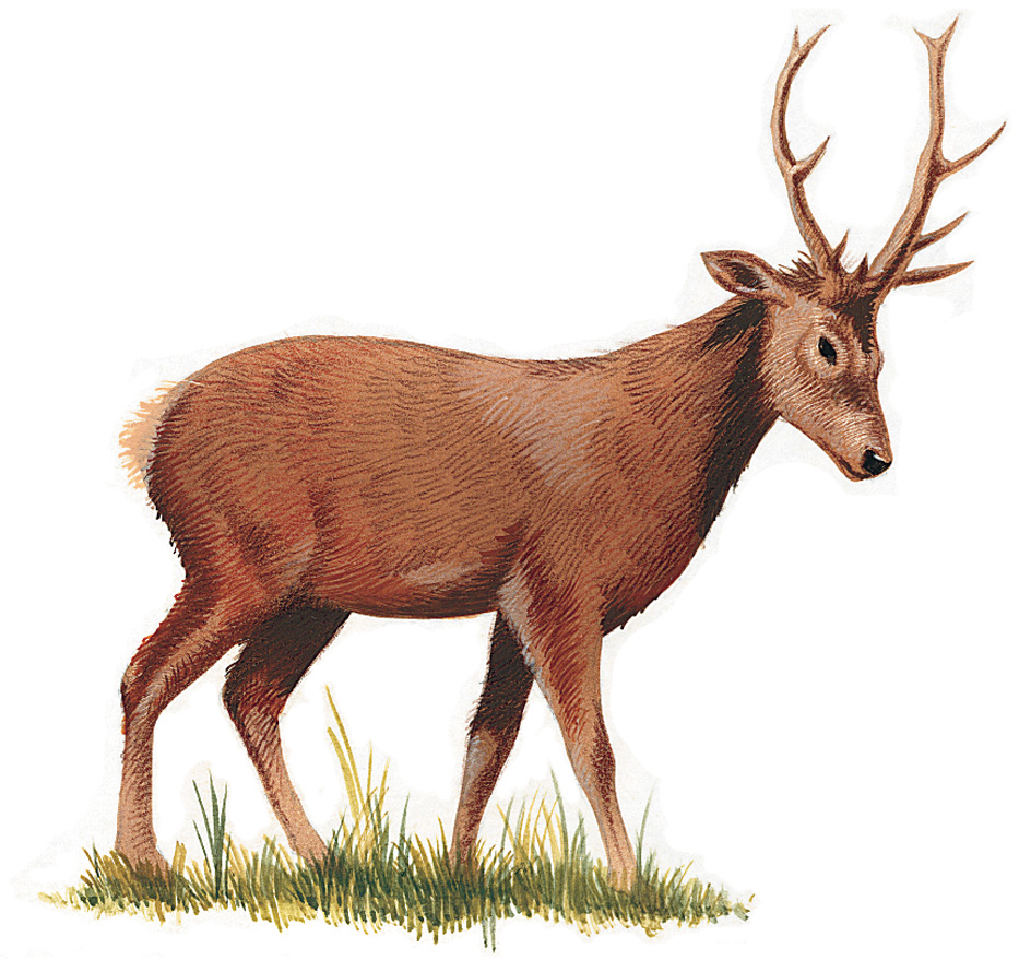 Red deer